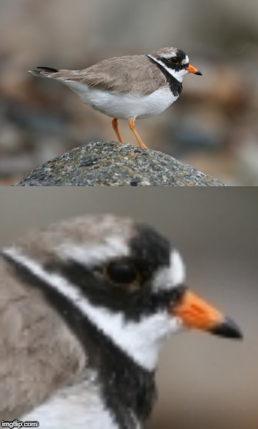 When you suddenly realize Ringed Plover | image tagged in when you suddenly realize ringed plover | made w/ Imgflip meme maker