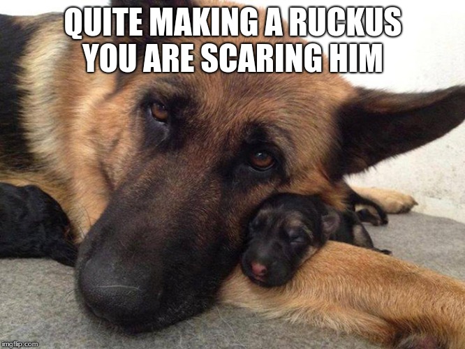 we need something cute | QUITE MAKING A RUCKUS YOU ARE SCARING HIM | image tagged in cute dog | made w/ Imgflip meme maker