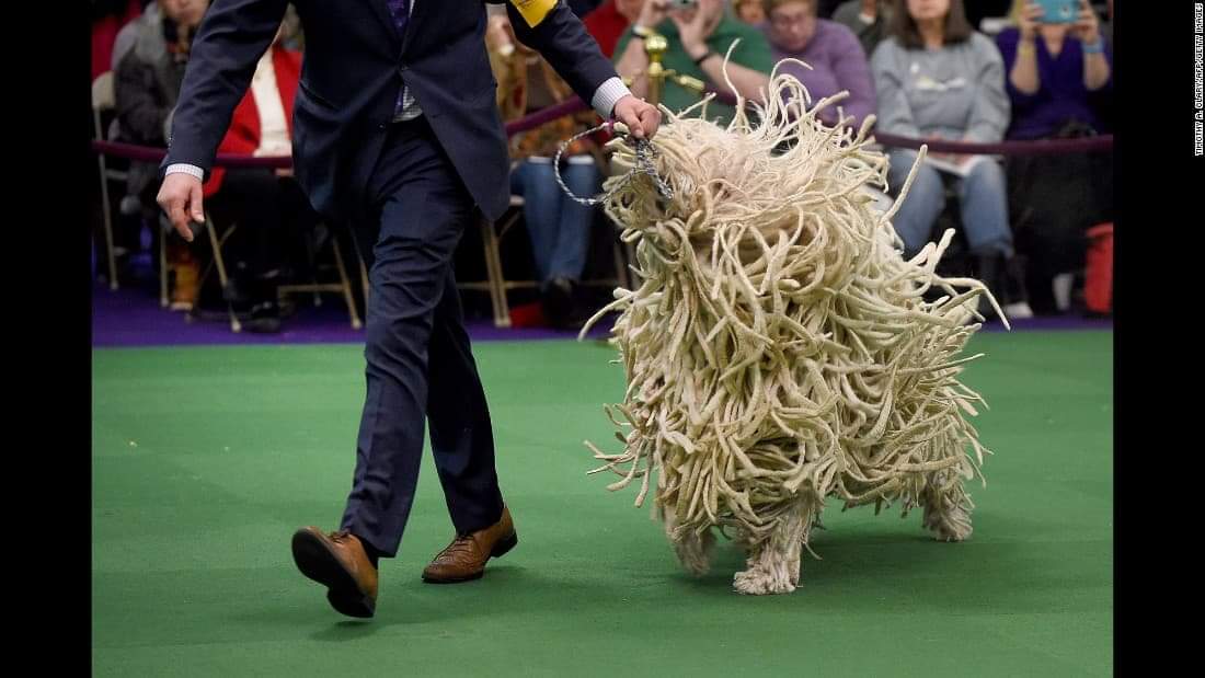 High Quality Dog Show Noodle Poodle Blank Meme Template