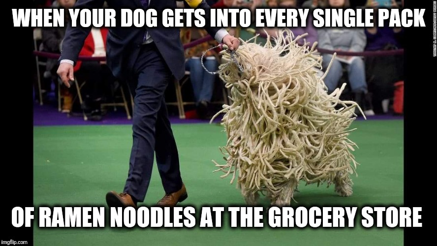 WHEN YOUR DOG GETS INTO EVERY SINGLE PACK; OF RAMEN NOODLES AT THE GROCERY STORE | image tagged in dog show noodle poodle | made w/ Imgflip meme maker