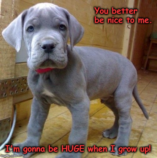 Training Your Human | You better be nice to me. I'm gonna be HUGE when I grow up! | image tagged in dog,great dane,puppy,dogs | made w/ Imgflip meme maker