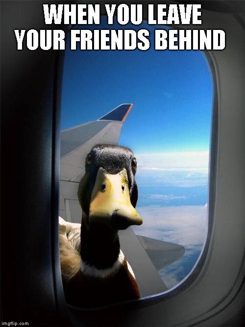 Duck Plane Window | WHEN YOU LEAVE YOUR FRIENDS BEHIND | image tagged in duck plane window | made w/ Imgflip meme maker