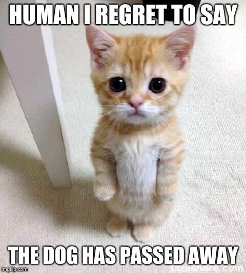 Cute Cat Meme | HUMAN I REGRET TO SAY; THE DOG HAS PASSED AWAY | image tagged in memes,cute cat | made w/ Imgflip meme maker