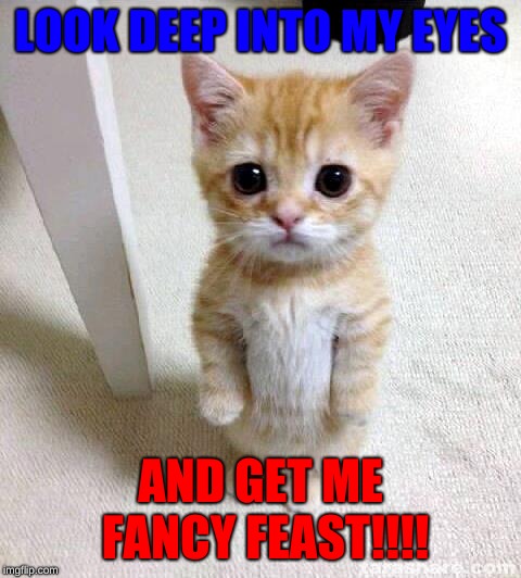 Cute Cat Meme | LOOK DEEP INTO MY EYES; AND GET ME FANCY FEAST!!!! | image tagged in memes,cute cat | made w/ Imgflip meme maker