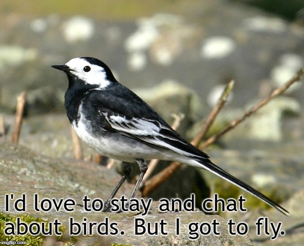 Savage Pied Wagtail | I'd love to stay and chat about birds. But I got to fly. | image tagged in savage pied wagtail | made w/ Imgflip meme maker