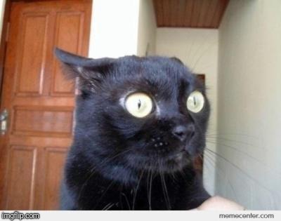 Scared Cat | . | image tagged in scared cat | made w/ Imgflip meme maker