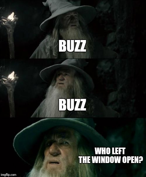 Confused Gandalf Meme | BUZZ; BUZZ; WHO LEFT THE WINDOW OPEN? | image tagged in memes,confused gandalf | made w/ Imgflip meme maker