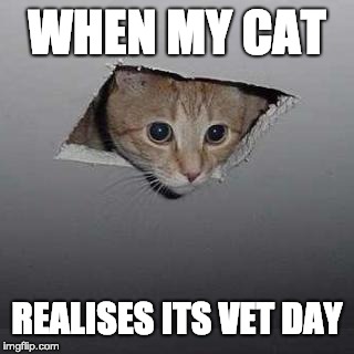 Ceiling Cat | WHEN MY CAT; REALISES ITS VET DAY | image tagged in memes,ceiling cat | made w/ Imgflip meme maker