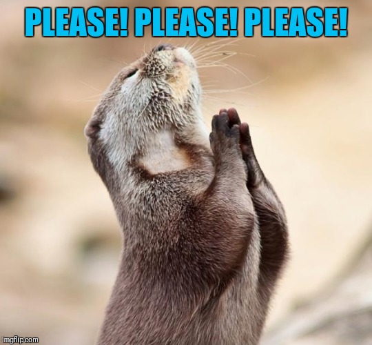 animal praying | PLEASE! PLEASE! PLEASE! | image tagged in animal praying | made w/ Imgflip meme maker
