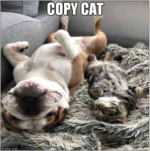 Copy Cat | COPY CAT | image tagged in cats,dogs | made w/ Imgflip meme maker