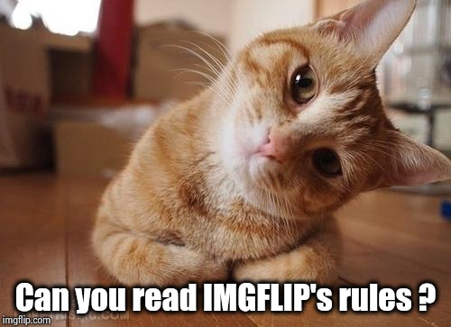 Curious Question Cat | Can you read IMGFLIP's rules ? | image tagged in curious question cat | made w/ Imgflip meme maker