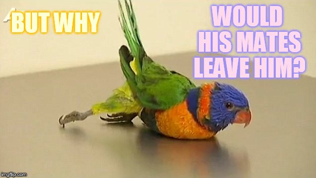 WOULD HIS MATES LEAVE HIM? BUT WHY | made w/ Imgflip meme maker