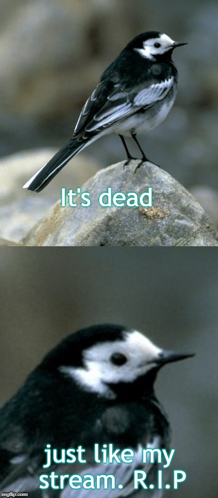 Clinically Depressed Pied Wagtail | It's dead just like my stream. R.I.P | image tagged in clinically depressed pied wagtail | made w/ Imgflip meme maker