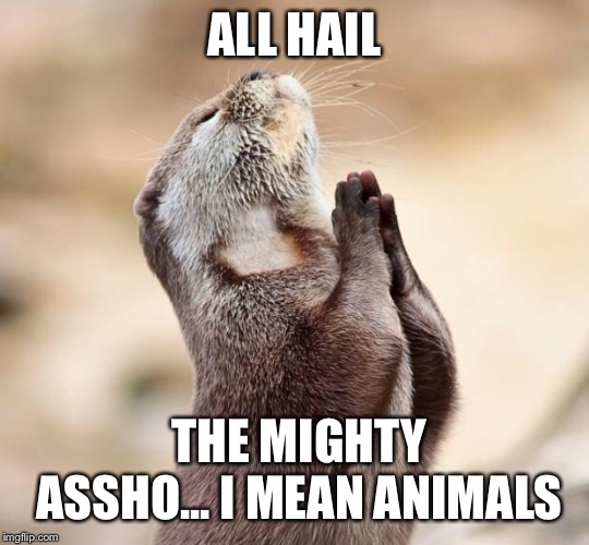 animal praying | ALL HAIL THE MIGHTY ASSHO... I MEAN ANIMALS | image tagged in animal praying | made w/ Imgflip meme maker