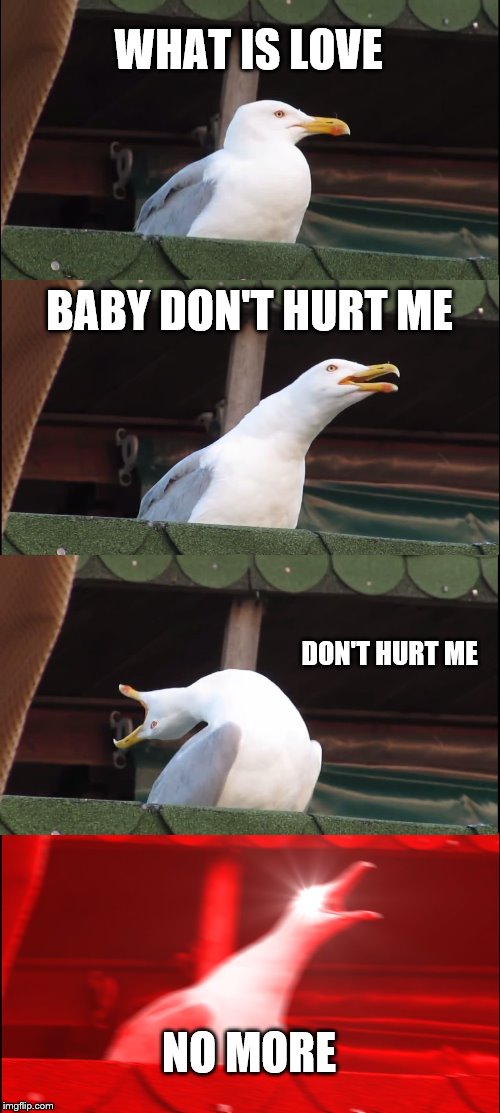 Inhaling Seagull Meme | WHAT IS LOVE BABY DON'T HURT ME DON'T HURT ME NO MORE | image tagged in memes,inhaling seagull | made w/ Imgflip meme maker
