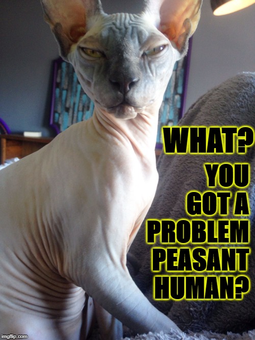 YOU GOT A PROBLEM PEASANT HUMAN? WHAT? | image tagged in got a problem | made w/ Imgflip meme maker
