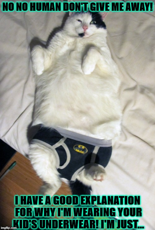 UNDERWEAR CAT | NO NO HUMAN DON'T GIVE ME AWAY! I HAVE A GOOD EXPLANATION FOR WHY I'M WEARING YOUR KID'S UNDERWEAR! I'M JUST... | image tagged in underwear cat | made w/ Imgflip meme maker