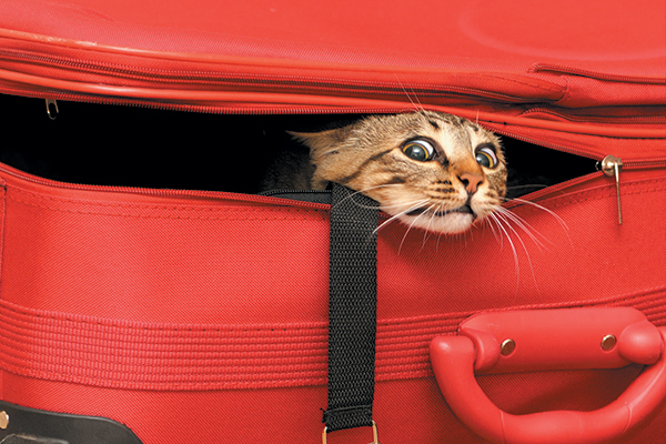 Suitcase Cat Blank Meme Template