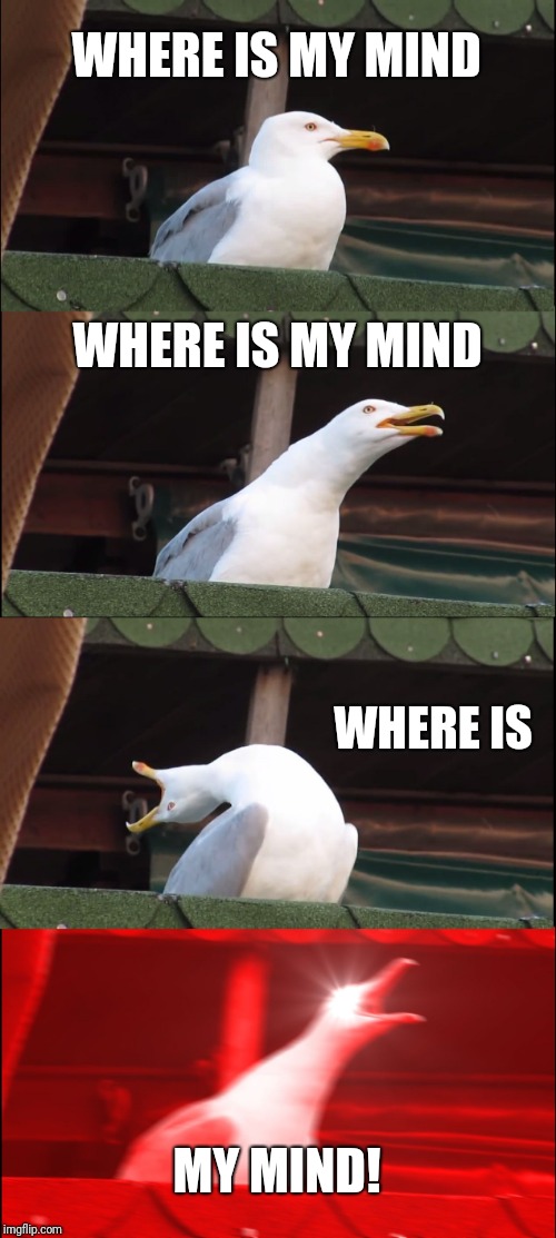 Inhaling Seagull Meme | WHERE IS MY MIND; WHERE IS MY MIND; WHERE IS; MY MIND! | image tagged in memes,inhaling seagull | made w/ Imgflip meme maker