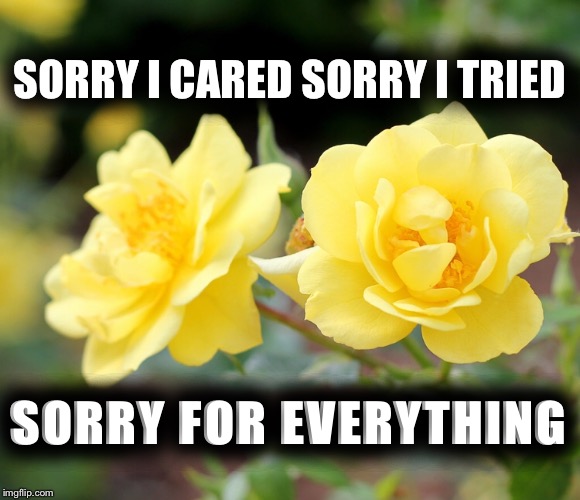 Sorry  | SORRY I CARED SORRY I TRIED; SORRY FOR EVERYTHING | image tagged in roses,sorry,lover,flowers,heartbroken,heartbreak | made w/ Imgflip meme maker