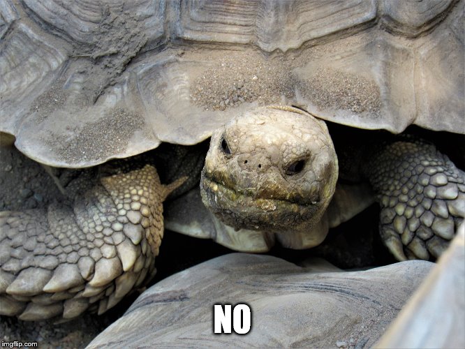 grumpy tortoise | NO | image tagged in grumpy tortoise | made w/ Imgflip meme maker