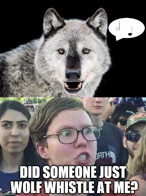 Wolf whistle | DID SOMEONE JUST WOLF WHISTLE AT ME? | image tagged in triggered liberal,wolf | made w/ Imgflip meme maker