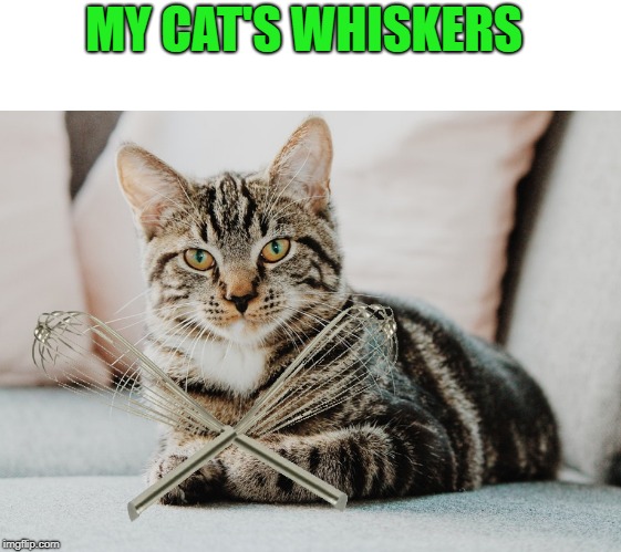 whiskers | MY CAT'S WHISKERS | image tagged in cat,whiskers,funny | made w/ Imgflip meme maker