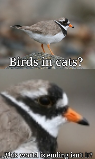 When you suddenly realize Ringed Plover | Birds in cats? This world is ending isn't it? | image tagged in when you suddenly realize ringed plover | made w/ Imgflip meme maker