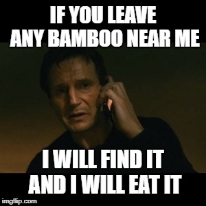 Liam Neeson Taken Meme | IF YOU LEAVE ANY BAMBOO NEAR ME; I WILL FIND IT AND I WILL EAT IT | image tagged in memes,liam neeson taken | made w/ Imgflip meme maker