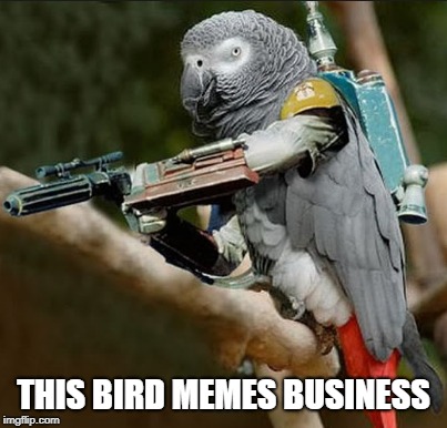 Who You Gonna Call | THIS BIRD MEMES BUSINESS | image tagged in bird,memes | made w/ Imgflip meme maker