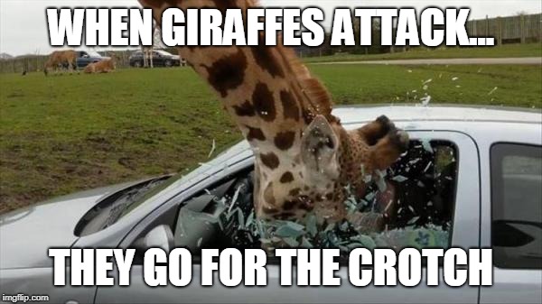 WHEN GIRAFFES ATTACK | WHEN GIRAFFES ATTACK... THEY GO FOR THE CROTCH | image tagged in giraffe,giraffes,crotch | made w/ Imgflip meme maker