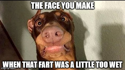 Puppy shart. Do do do-do-do... | THE FACE YOU MAKE; WHEN THAT FART WAS A LITTLE TOO WET | image tagged in dog,fart,farts,farting,baby shark | made w/ Imgflip meme maker