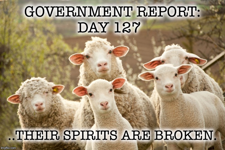 Curious sheep | GOVERNMENT REPORT: ..THEIR SPIRITS ARE BROKEN. DAY 127 | image tagged in curious sheep | made w/ Imgflip meme maker