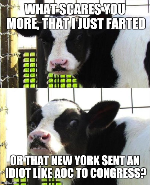 cows | WHAT SCARES YOU MORE, THAT I JUST FARTED; OR THAT NEW YORK SENT AN IDIOT LIKE AOC TO CONGRESS? | image tagged in cows | made w/ Imgflip meme maker