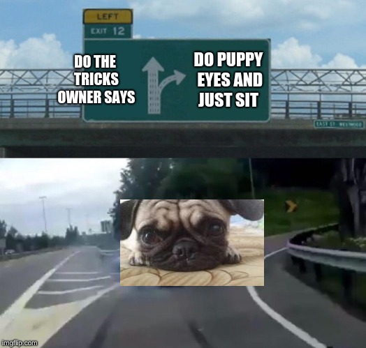 Left Exit 12 Off Ramp Meme | DO THE TRICKS OWNER SAYS; DO PUPPY EYES AND JUST SIT | image tagged in memes,left exit 12 off ramp | made w/ Imgflip meme maker