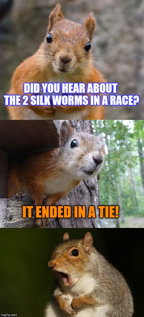 My Bad Pun Odyssey rages on... |  DID YOU HEAR ABOUT THE 2 SILK WORMS IN A RACE? IT ENDED IN A TIE! | image tagged in bad pun squirrel,race | made w/ Imgflip meme maker