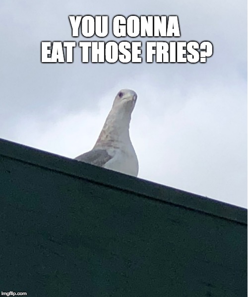 Logey | YOU GONNA EAT THOSE FRIES? | image tagged in logey | made w/ Imgflip meme maker