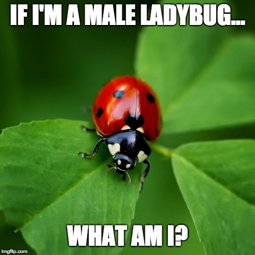 Ladybug | IF I'M A MALE LADYBUG... WHAT AM I? | image tagged in ladybug | made w/ Imgflip meme maker