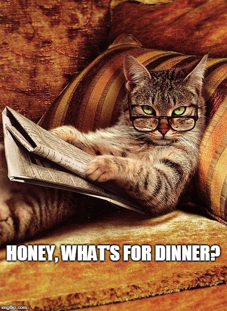 cat reading | HONEY, WHAT'S FOR DINNER? | image tagged in cat reading | made w/ Imgflip meme maker