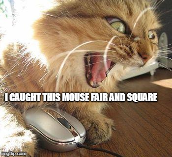 angry cat | I CAUGHT THIS MOUSE FAIR AND SQUARE | image tagged in angry cat | made w/ Imgflip meme maker