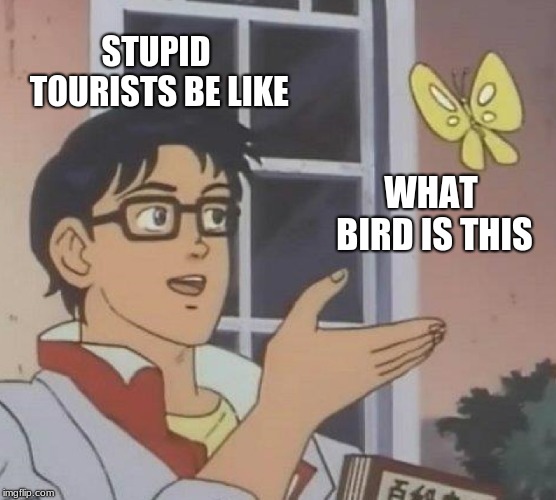 Is This A Pigeon Meme | STUPID TOURISTS BE LIKE; WHAT BIRD IS THIS | image tagged in memes,is this a pigeon | made w/ Imgflip meme maker