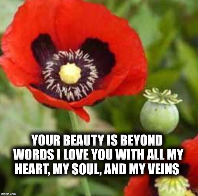 The love of my life  | YOUR BEAUTY IS BEYOND WORDS I LOVE YOU WITH ALL MY HEART, MY SOUL, AND MY VEINS | image tagged in love,romance,flower,rose,lover,romantic | made w/ Imgflip meme maker