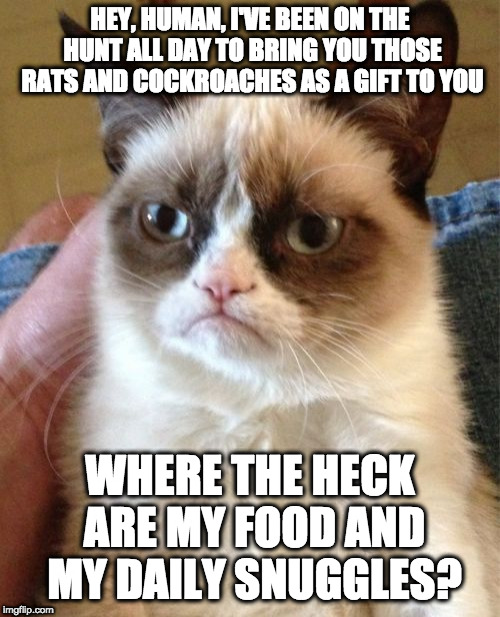Sounds like a fair exchange to me | HEY, HUMAN, I'VE BEEN ON THE HUNT ALL DAY TO BRING YOU THOSE RATS AND COCKROACHES AS A GIFT TO YOU; WHERE THE HECK ARE MY FOOD AND MY DAILY SNUGGLES? | image tagged in memes,grumpy cat,gift,food,snuggles,cats | made w/ Imgflip meme maker