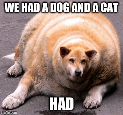 WE HAD A DOG AND A CAT HAD | made w/ Imgflip meme maker