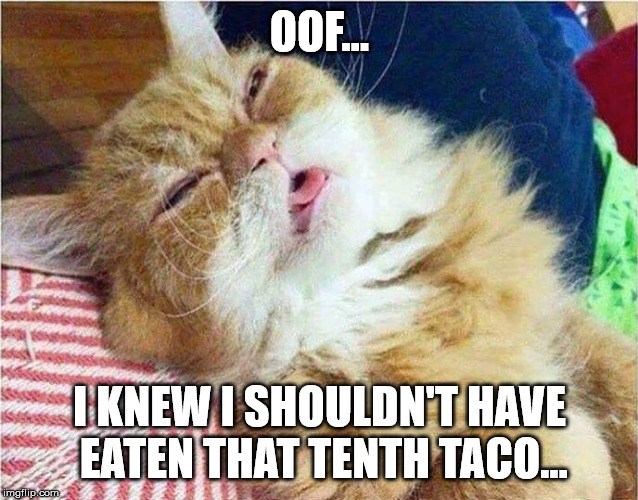 Cat sleepy | OOF... I KNEW I SHOULDN'T HAVE EATEN THAT TENTH TACO... | image tagged in cat sleepy | made w/ Imgflip meme maker
