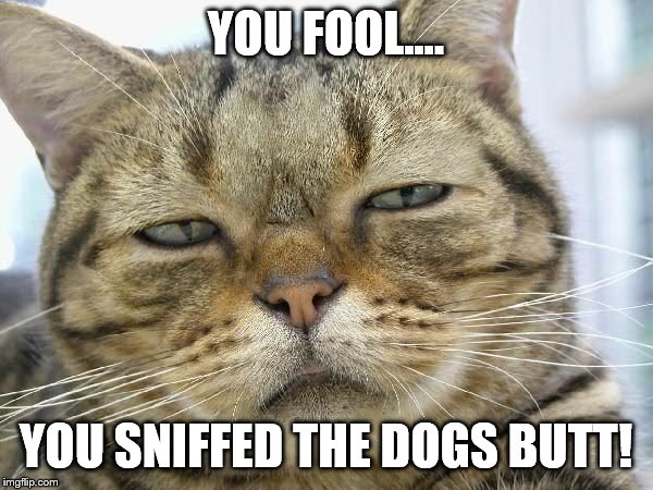 Sleepy Cat | YOU FOOL.... YOU SNIFFED THE DOGS BUTT! | image tagged in sleepy cat | made w/ Imgflip meme maker