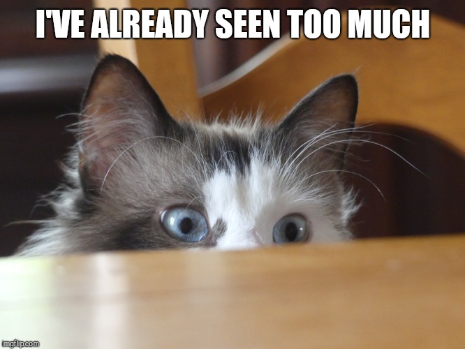 Cat learns secret | I'VE ALREADY SEEN TOO MUCH | image tagged in cat learns secret | made w/ Imgflip meme maker