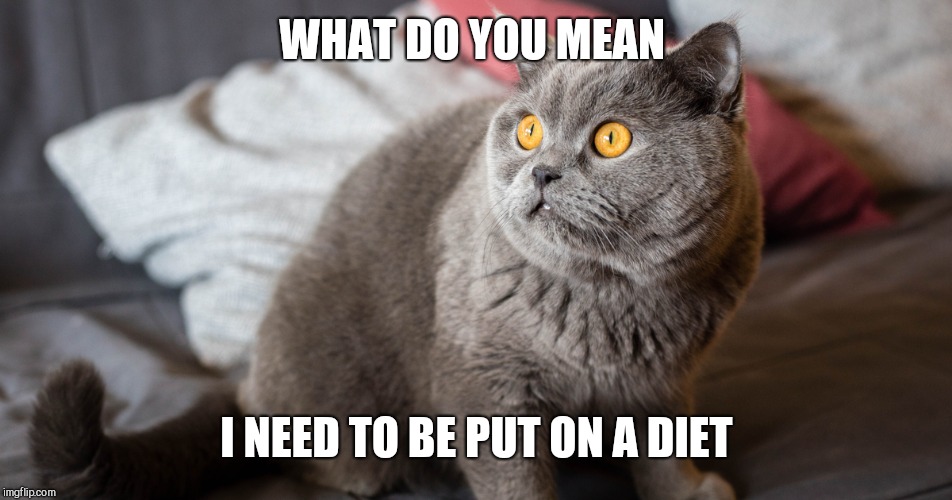 Scared grey cat | WHAT DO YOU MEAN I NEED TO BE PUT ON A DIET | image tagged in scared grey cat | made w/ Imgflip meme maker