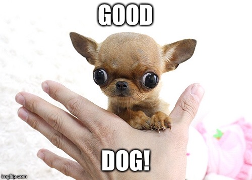 GOOD DOG! | made w/ Imgflip meme maker