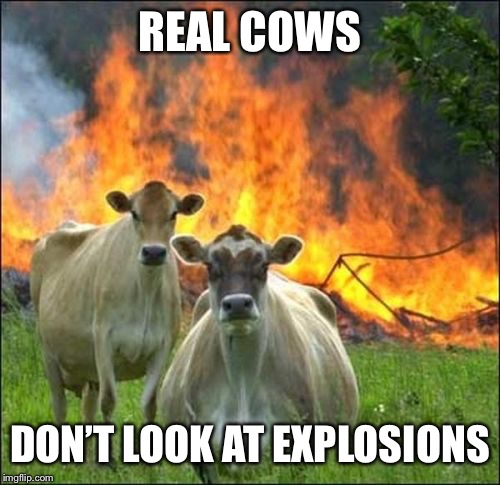 Evil Cows | REAL COWS; DON’T LOOK AT EXPLOSIONS | image tagged in memes,evil cows | made w/ Imgflip meme maker